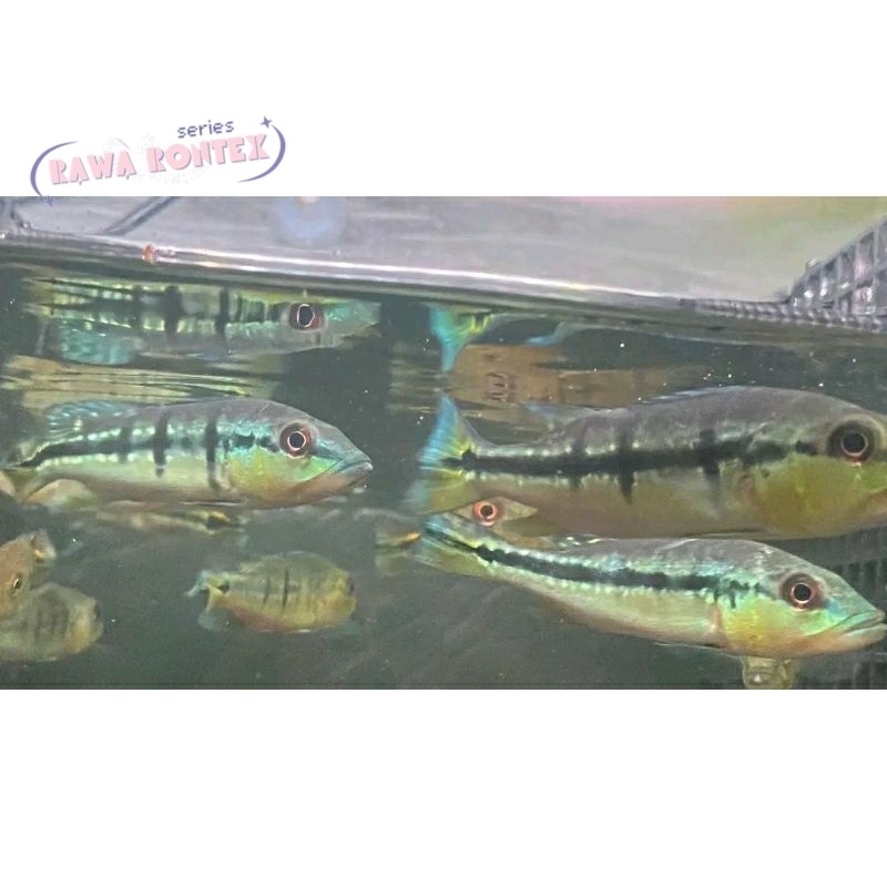 Pemanis akuarium Pbass Xingu paket 4 ekor size 7-10 cm cm Realsize bergaransi COD cod