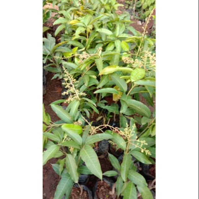 Bibit Buah Mangga Chokanan cepat berbunga // Pohon Mangga Chokanan cepat Berbunga // Mangga Chokokan