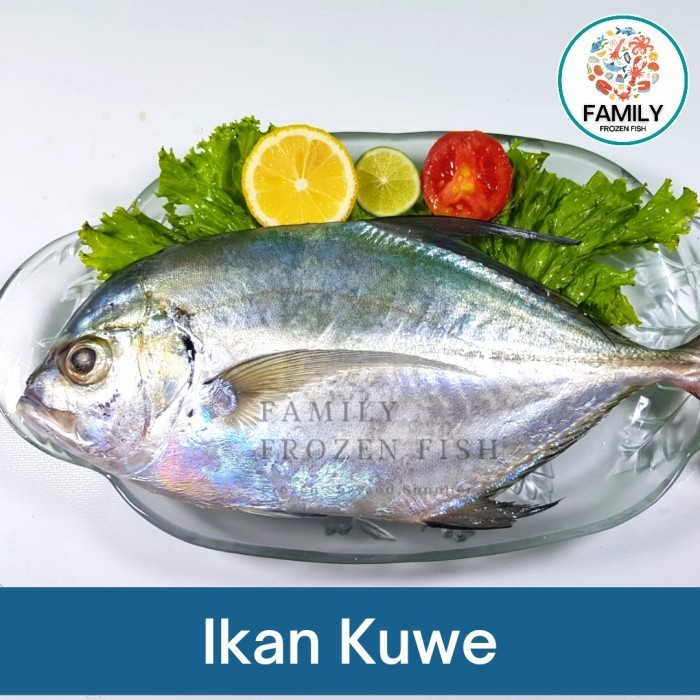 

Ikan Kuwe/kwe Segar | Ikan Laut Segar Frozen