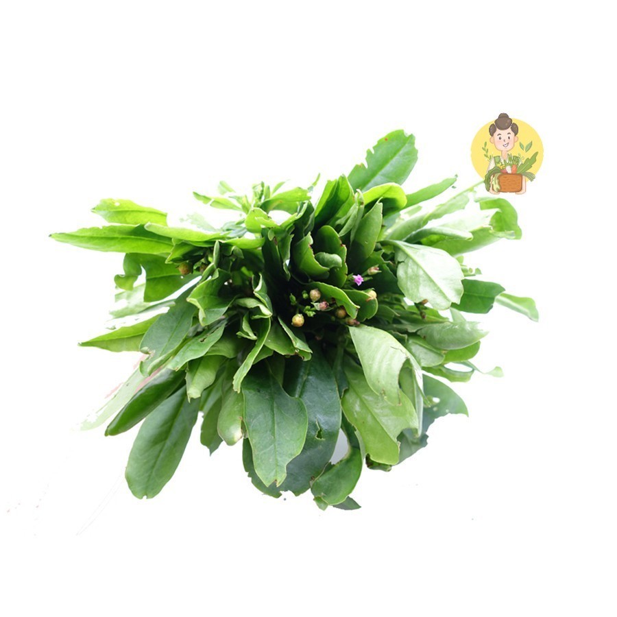 

Daun Gingseng 250 gr - Sayur Segar Instan Malang
