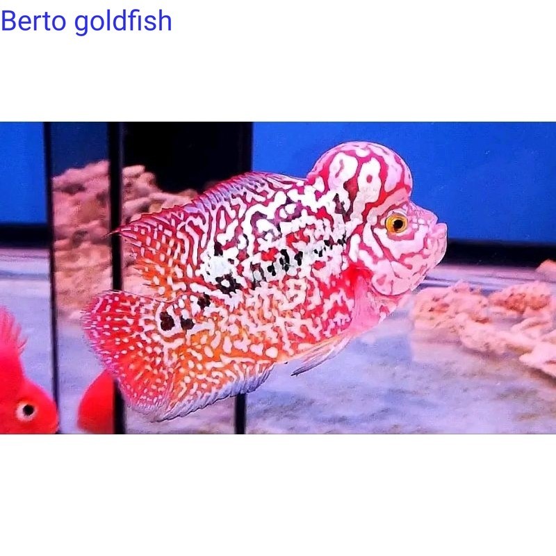 Hiyasan akuarium Burayak Louhan LoungKamfa F2 VIP Gen Ori thailand