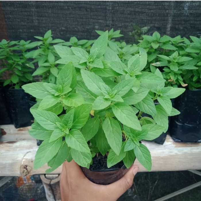 Bibit Tanaman Daun Mint-Bibit Pohon Daun Wild Mint-Daun Wild Mint