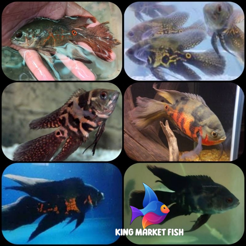 Hiasan akuarium Ikan Hias Oscar Oskar Slayer Ikan Hias Air Tawar Predator Aquarium Kolam PROMO