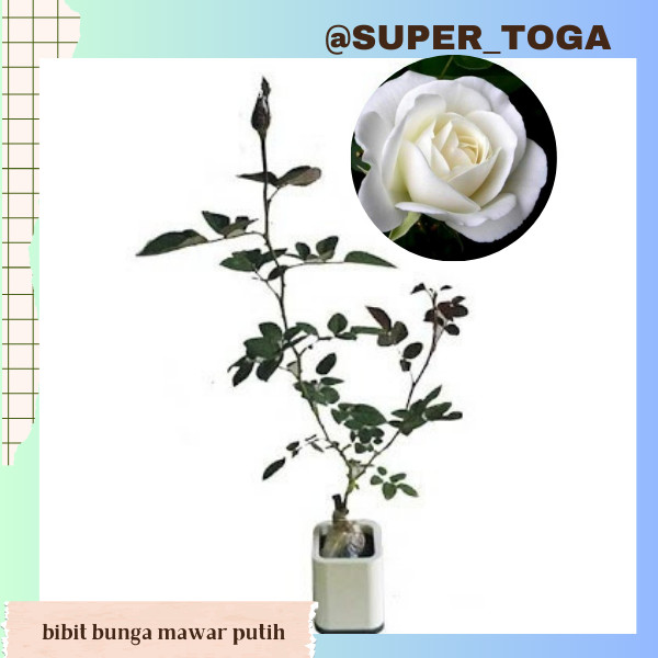 bibit bunga Mawar Putih bibit mawar putih