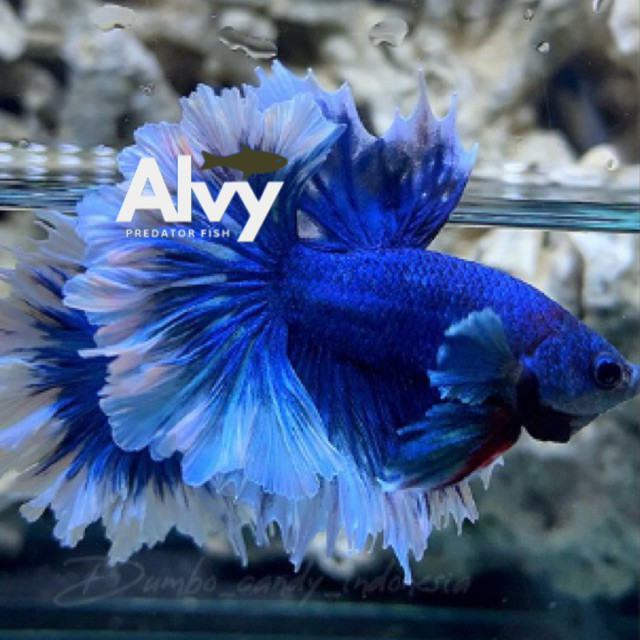 Hiasan aquascape PELET & 1PASANG CUPANG HALFMOON FETERTAIL/ BIG EAR berkualitas