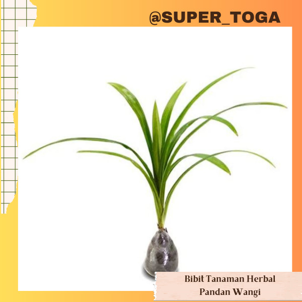 Pandan Wangi bibit pandan wangi bibit pohon pandan wangi daun pandan wangi