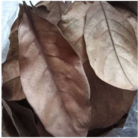 

Promo DAUN NANGKA KERING 100LEMBAR TERBAIK OBAT HERBAL OBAT TRADISIONAL OBAT ALAMI COD