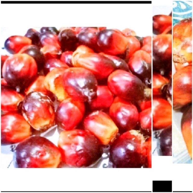 

Buah sawit sgar 1kg umpan pancing