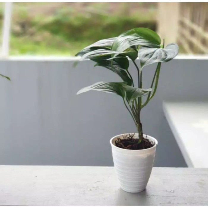 

silahkan COD Mini monstera lokal - raphidophora mini Terlaris