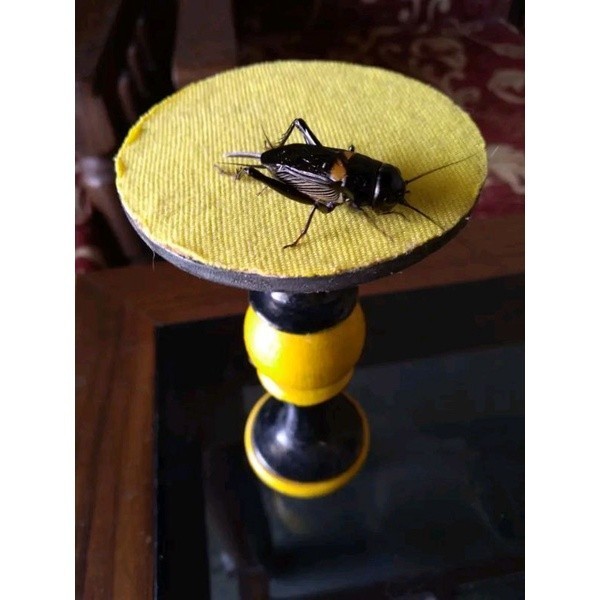garut jangkrik aduan / jangkrik kalung / jangkrik masteran/ jangkrik - Bunyi, M biges