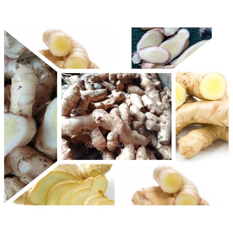 

Temu putih kunyit putih segar 1kg
