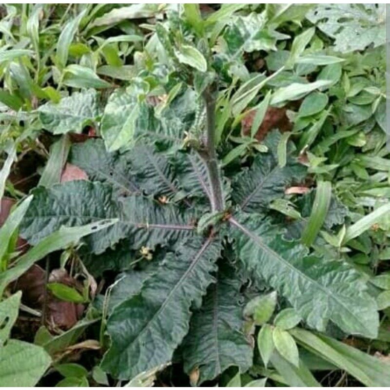 

rumput tapak liman tapak leman segar 1kg - Anugrah Megah