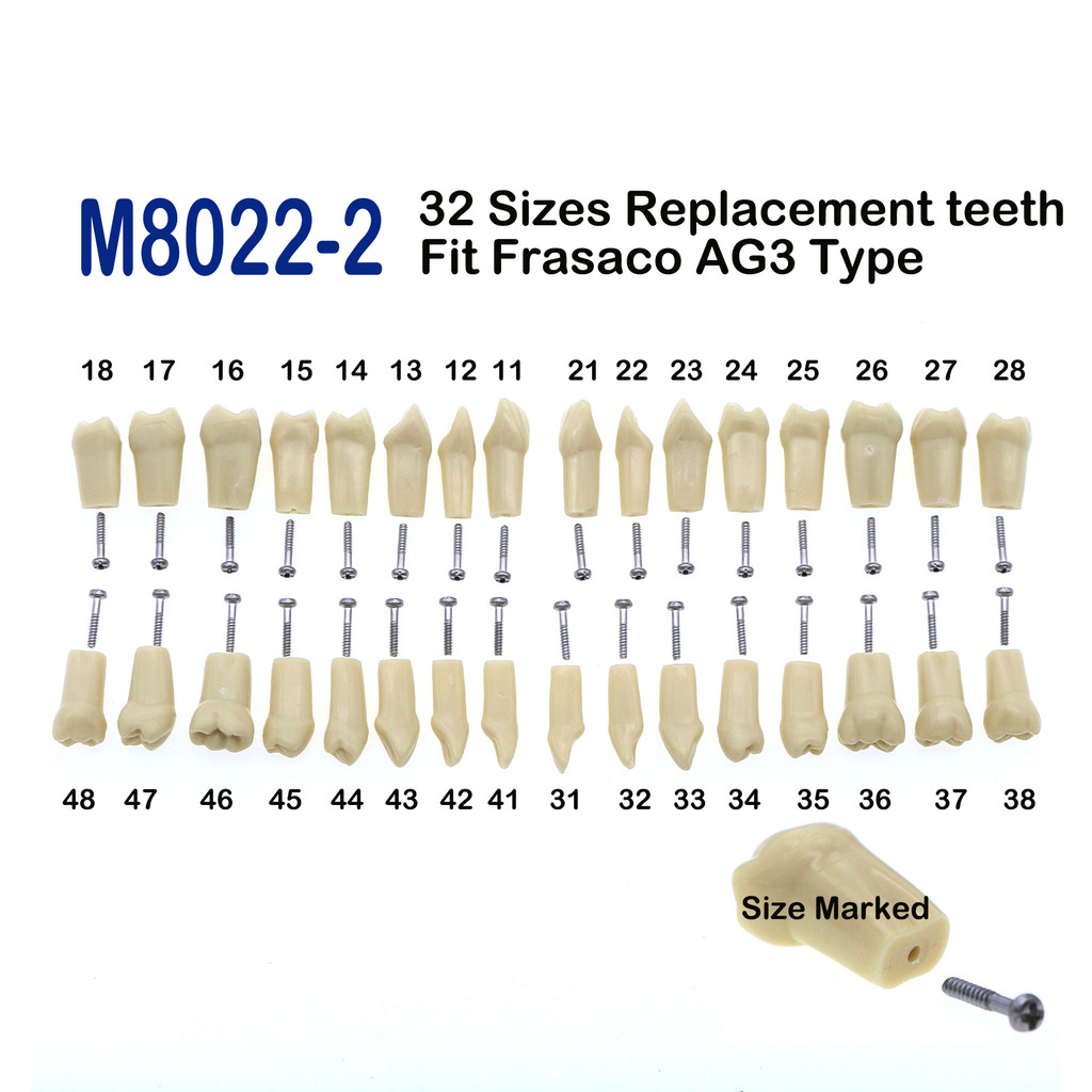 

10Pcs Dental Replacement Screw-in Teeth Model Typodont Practice Filling Restoration Fit Frasaco Jaws AG3 Model With 32Pcs Teeth