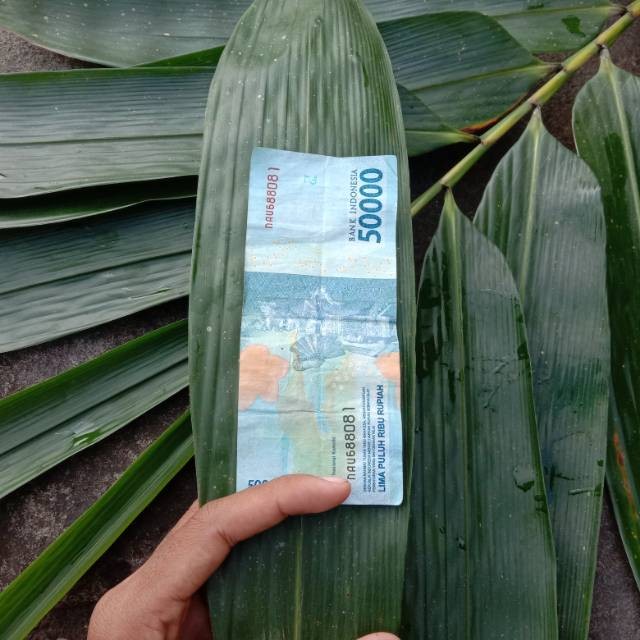 

Terbaik daun bambu besar khusus bakcang 500 g