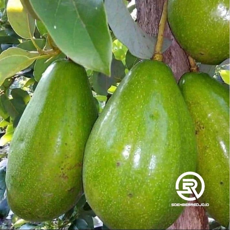 BIBIT ALPUKAT ALIGATOR JUMBO | Batang Besar