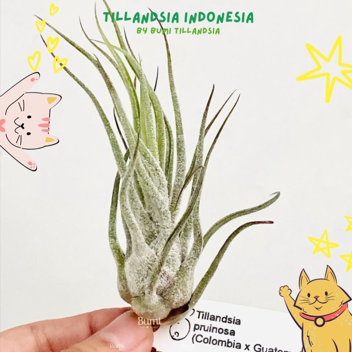 Tillandsia pruinosa 'Colombia x Guatemala' - Bumi Air Plants Tanaman
