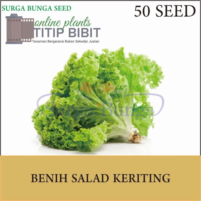 Benih Sayur Salad Keriting 50 seed  (Lactuca sativa)-benih sayuran