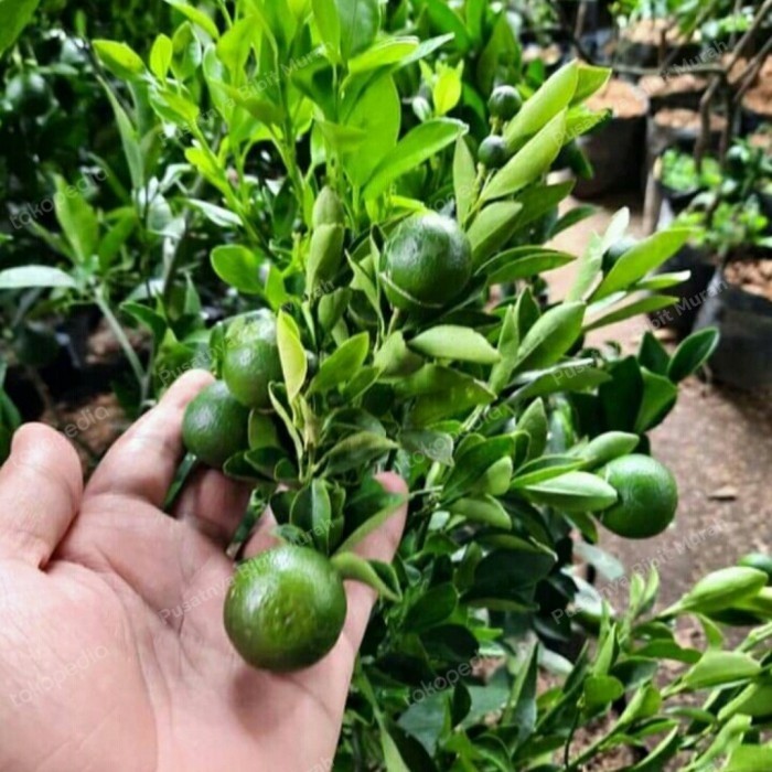 Bibit Tanaman Jeruk Santang Madu 1 Meter Berbuah-Pohon Jeruk Manis