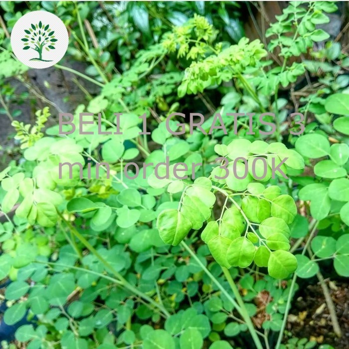 Bibit Tanaman Daun Kelor Siap Tanam,Pohon Daun Kelor Herbal
