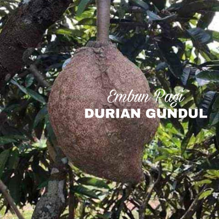Bibit Durian Gundul langka jaminan keaslian jenis