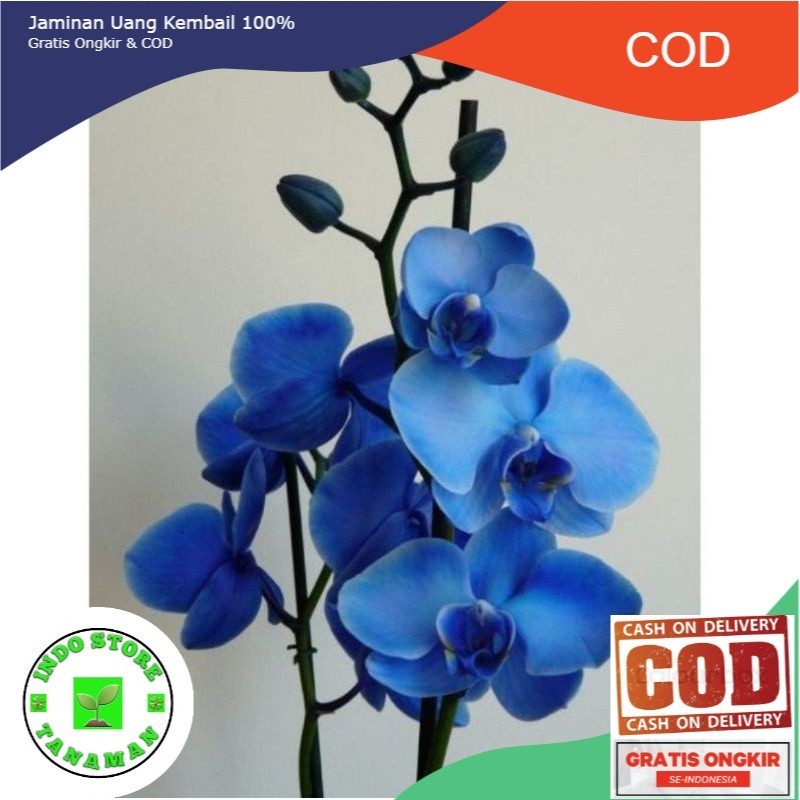 ANGGREK DENDROBIUM BLUE JUMBO-sudah Spike/Knop dendrobium-ANGGREK DENDROBIUM DEWASA-BUNGA HIAS ANGGR