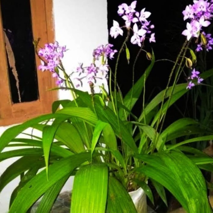 

Ready stok New anggrek tanah langka