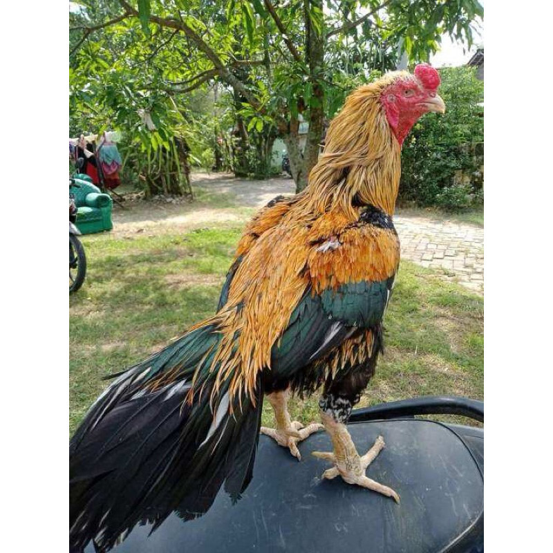 

TELUR FERTIL AYAM BANGKOK KLASIK JUMBO UNTUK DI TETASKAN