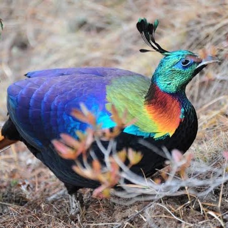 

Telur ayam hias ringneck impeyan pheasant fertil untuk ditetaskan