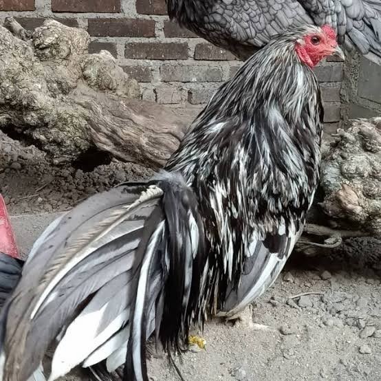 

Telur ayam black sumatera / telur ayam hias / telur fertil siap cod