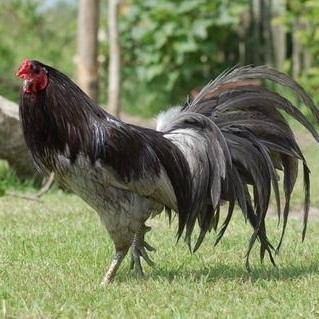 

Telur ayam black sumatera / telur ayam hias / telur fertil siap kirim