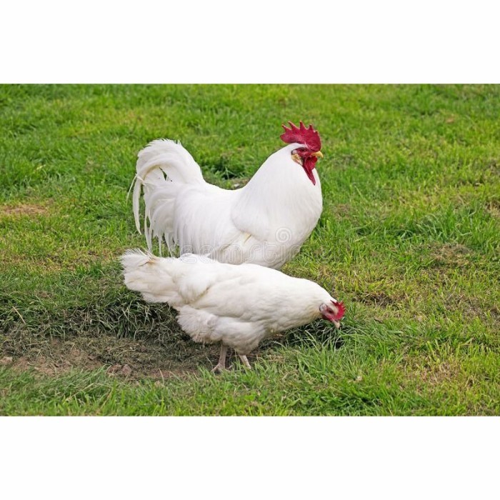 

Telur ayam hias leghorn white fertil asli siap ditetaskan - ayam-leghorn