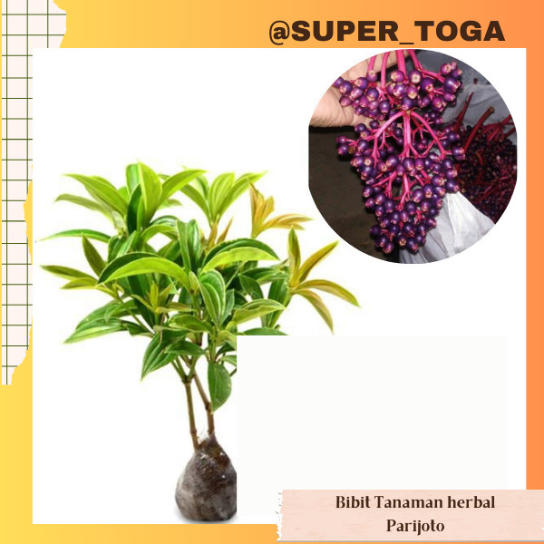 PARIJOTO bibit tanaman parijoto bibit parijoto pohon parijoto tanaman obat tanaman herbal