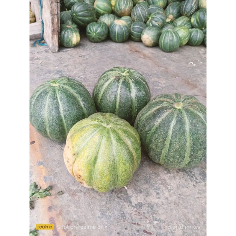 BENIH UNGGUL 500+ BENIH BLEWAH MANOHARA/KRETEK UNGGULAN