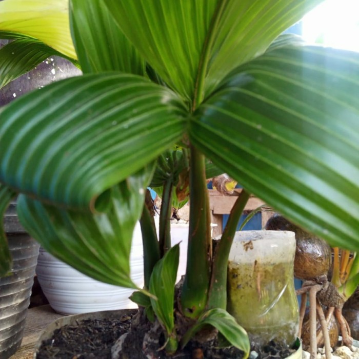 Stok ready Bonsai kelapa cabang 3 (tiga) limited Silahkan di order gan