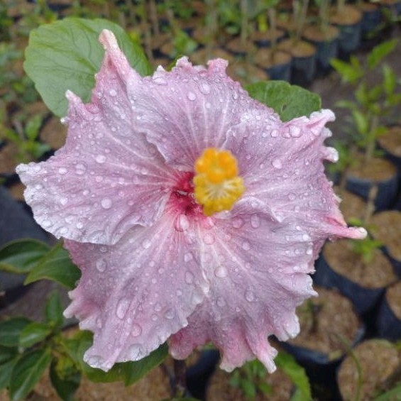 Tanaman bunga sepatu bangkok ungu import