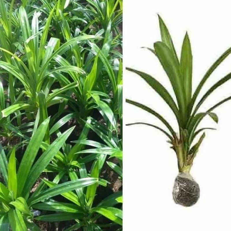 

Bibit Pandan Wangi Daun Pandan Pohon Pandan Tanaman Pandan