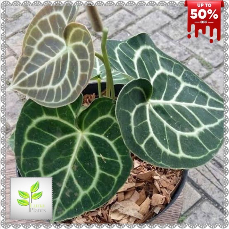 ( BISA COD ) Tanaman Hias Anthurium Kuping Gajah Tarantula / Tanaman Indoor Anturium Tarantula Tanam