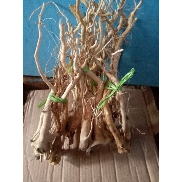 akar senggani batang besar 5 pcs