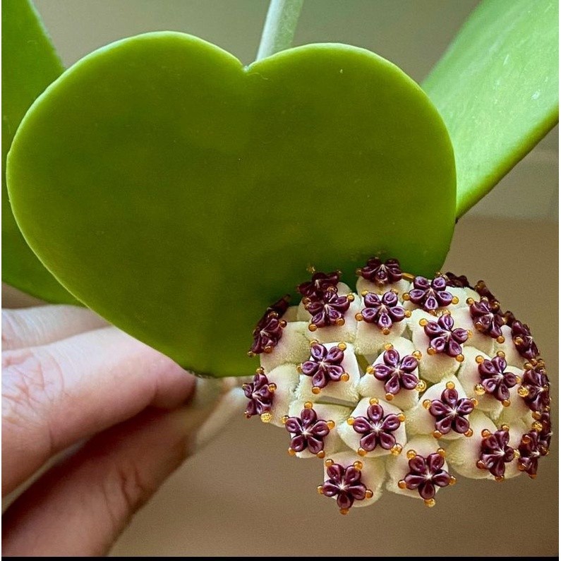 Bunga Hoya Kerii (Hoya obovata var. kerrii )/ Hias Hoya