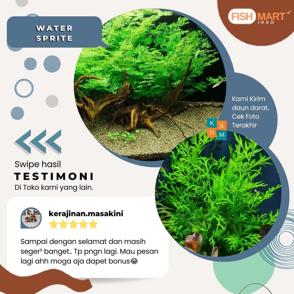 Tanaman Pakis Air Water Sprite Tanpa Low Co2 Aquascape Aquarium Akuarium Chana Cana Channa