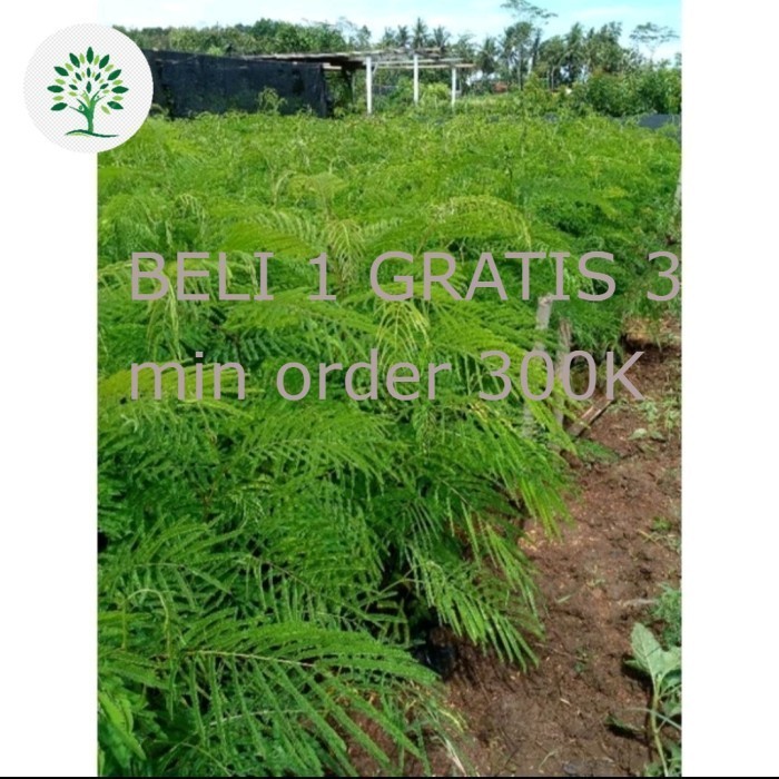 Pohon Kaliandra Pagoda Merah-Bibit Tanaman Pakan Ternak Daun Kaliandra