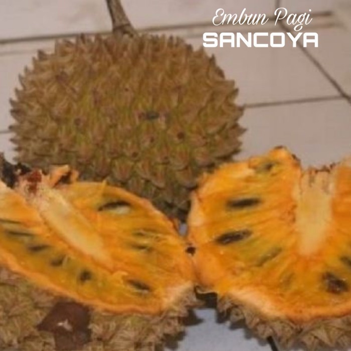 OBRAALL Terlaris Bibit Pohon Buah Srikaya Durian Sancoya langka