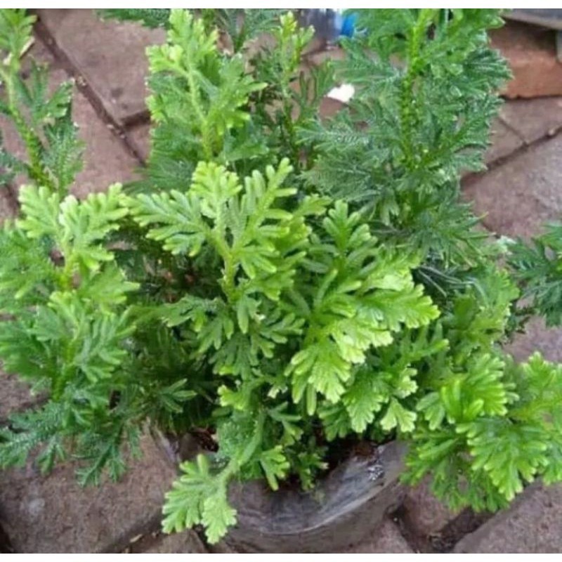 Promo tanaman hias herbal cakar ayam