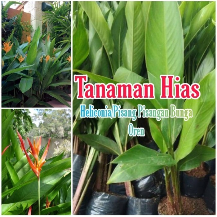 Tanaman Hias Heliconia/Pisang Pisangan Bunga Oren