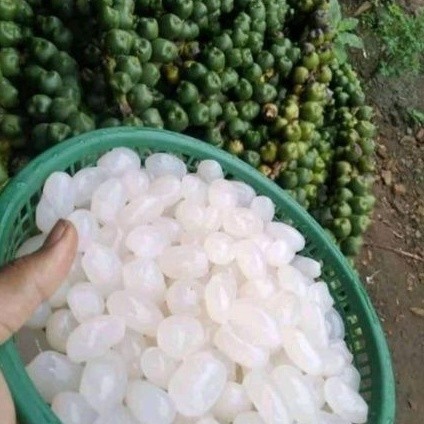 

Kolang Kaling Mentah 1 kg .