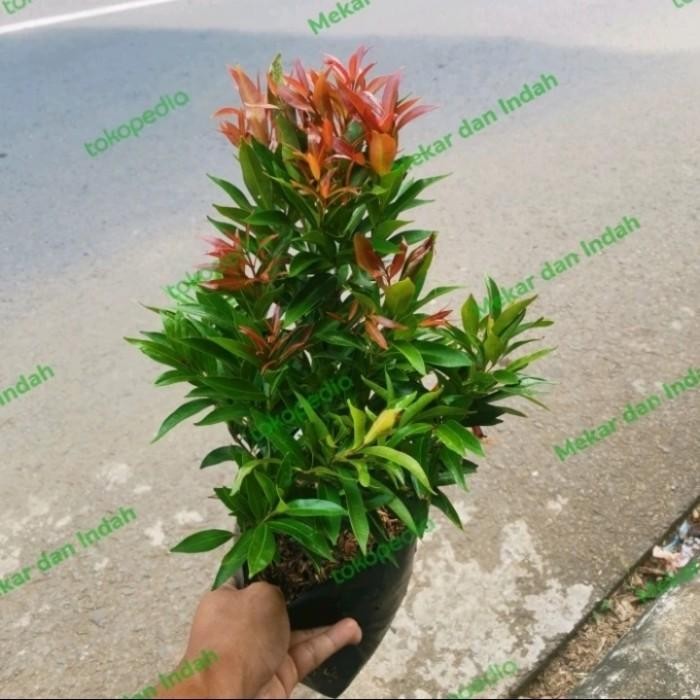 Tanaman pucuk merah tinggi -+60cm - KECIL