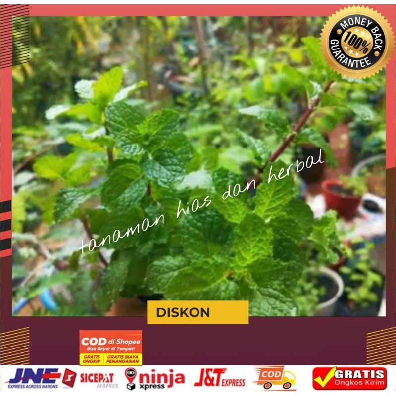 

tanaman daun min paphermin papermin methana daun min bumbu masak obat hernal termurah 250gram