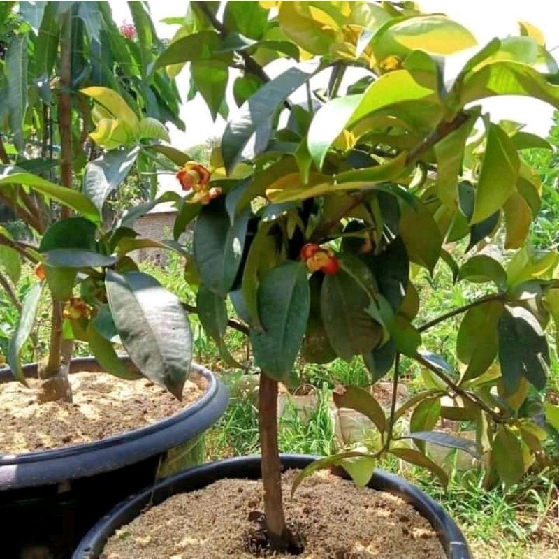 bibit manggis tanpa biji