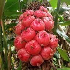 

COD Buah kecombrang atau combrang segar 300 grm Terlaris ready