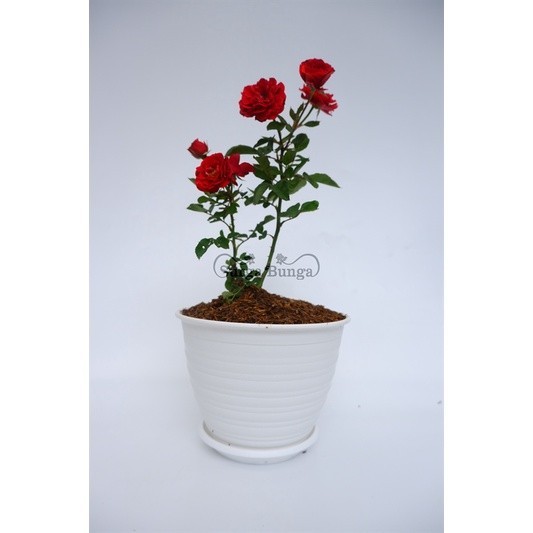 Tanaman Bunga Mawar Baby Rose berbunga - Bunga Baby Rose Berbunga - Tanaman bebyrose